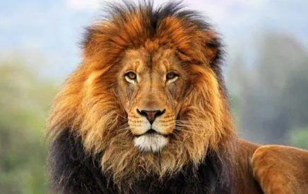 LEAO