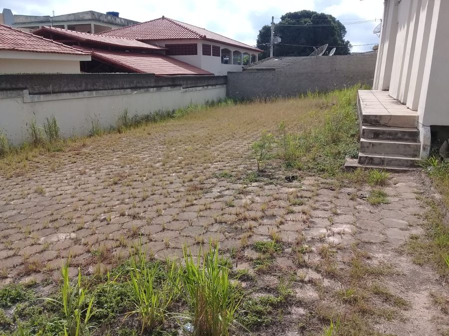 pinheiros (1)