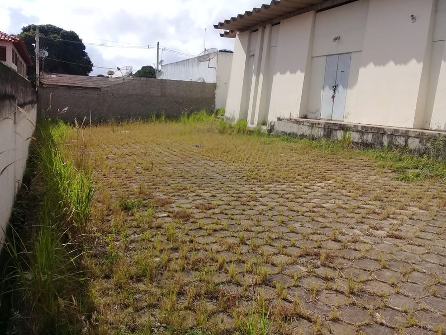 pinheiros (4)