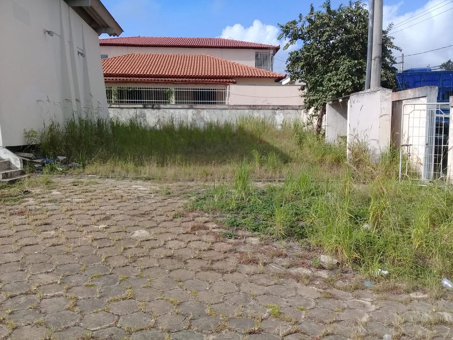 pinheiros (5)