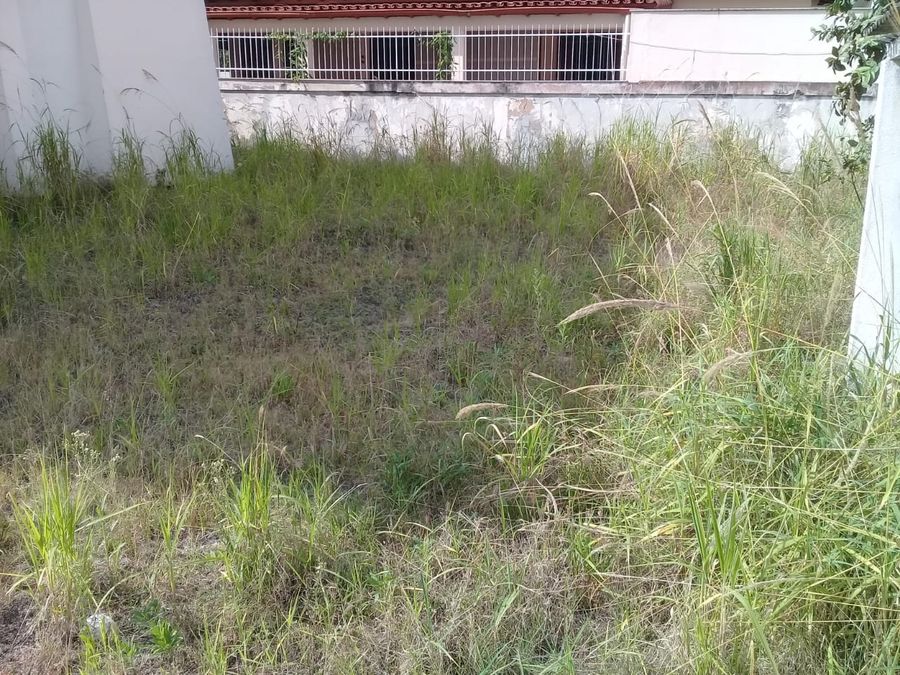 pinheiros (2)